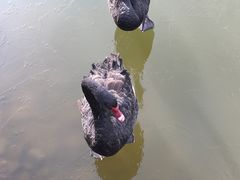 -芭东小镇温泉