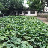 故乡