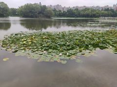 -新江湾城公园