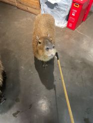 -Zoolung Zoolung动物主题公园(海信广场店)