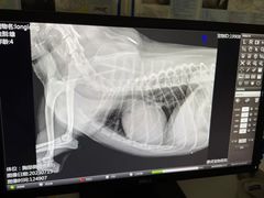 -康成宠物医院24H·CT·核磁共振