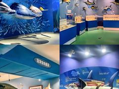 -烟台海昌鲸鲨海洋公园