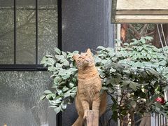 -灶咖KITCHEN