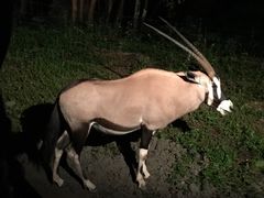 -清迈夜间动物园