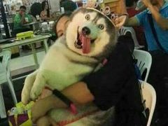 -安安宠医宠物医院·异宠·犬猫内科(岳阳分院)