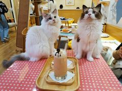 -滚猫咖啡·猫咖·猫友好撸猫(未来城店)
