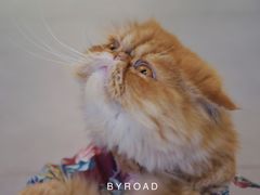 -Heymao猫咖.咖啡厅(东门店)