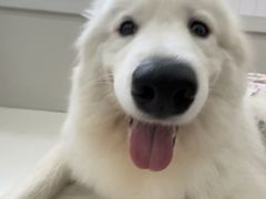 -汪说·狗咖·拼豆·宠物周边DIY(旺城大厦店)