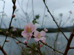 -红花湖景区