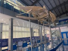 -上海海洋大学鱼文化博物馆(军工路校区)