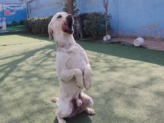 -宠物寄养训练学校