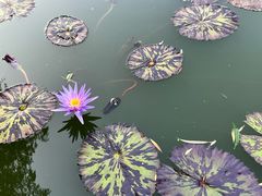 -国家植物园南园