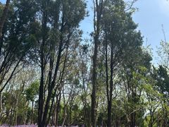 -蓬莱阁景区