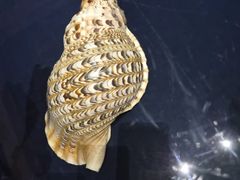 -青岛贝壳博物馆