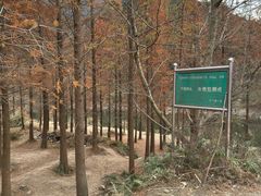 -小芝红树林