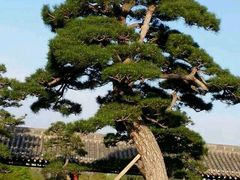 android_upload_pic-中国唐苑