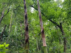 -上海佘山国家森林公园天马山园