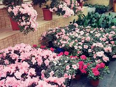 -龙大花卉苗木市场