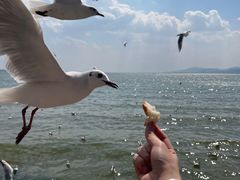 -海埂大坝