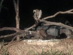 -清迈夜间动物园