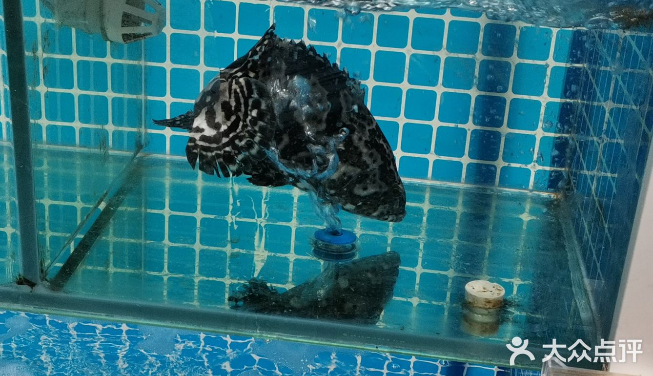 2.99r的核桃调蛋