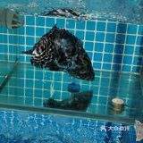 2.99r的核桃调蛋