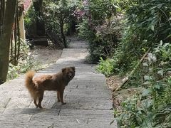 -鼓岭旅游度假区