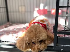 -宠福鑫康馨动物医院·骨科·眼科