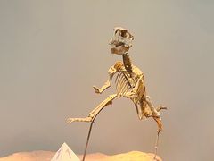 -重庆自然博物馆(新馆)