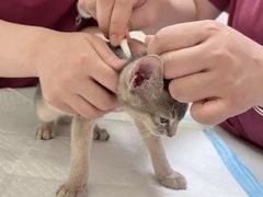 -纳吉亚猫专科动物医院博雅分院