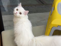 -瑞派康怡24h宠物医院·犬猫医疗中心·微创绝育(瑞景分院)
