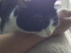 -宠爱国际动物医院· 猫科· 外科·中兽医(长白店)