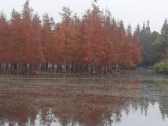 -白鹭湾湿地公园