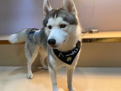 -Husky Go! 哈士奇体验馆·宠物咖啡厅狗咖