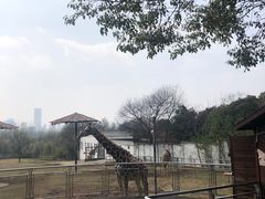 -合肥野生动物园
