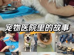 -伟伟宠物医院·CT影像中心·瑞派犬猫综合性门诊(汉口总院)