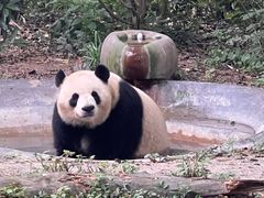 -成都大熊猫繁育研究基地