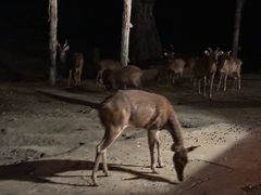 -清迈夜间动物园