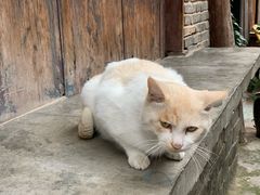 -恩阳古镇