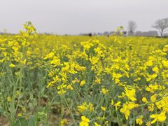 -汉长安城未央宫国家考古遗址公园