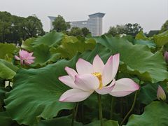 -锦屏公园