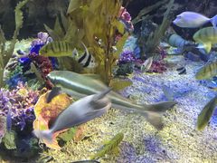 -太平洋海底世界