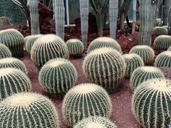 -昆明植物园