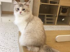 -猫域·湾主题猫咖·宠物吧(南坪城市广场店)