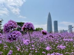 -深圳湾公园(南山区)