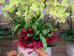 -亭亭鲜花店(中山北路店)