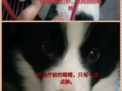 -西安京西宠物医院·瘫痪·疑难杂症