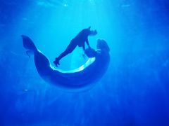 -多彩贵州城极地海洋世界