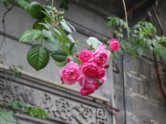 -芥子园