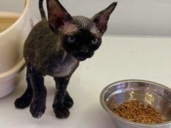 -翊宠yipet猫狗购宠庄园犬舍•猫舍